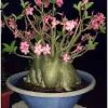 adenium plant (43)-3884656-3032.webp